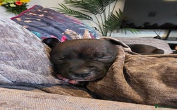 Staffordshire Bull Terrier dogs for sale: **LAST GIRL** STAFFORDSHIRE BULL TERRIOR PUPPIES - Image 20