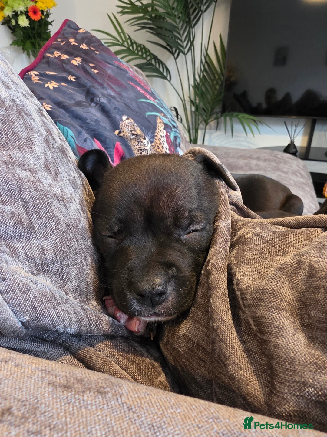 Staffordshire Bull Terrier dogs for sale: **LAST GIRL** STAFFORDSHIRE BULL TERRIOR PUPPIES - Image 20