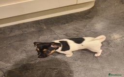 Jack Russell dogs for sale: Jack Russell Puppies - Image 9