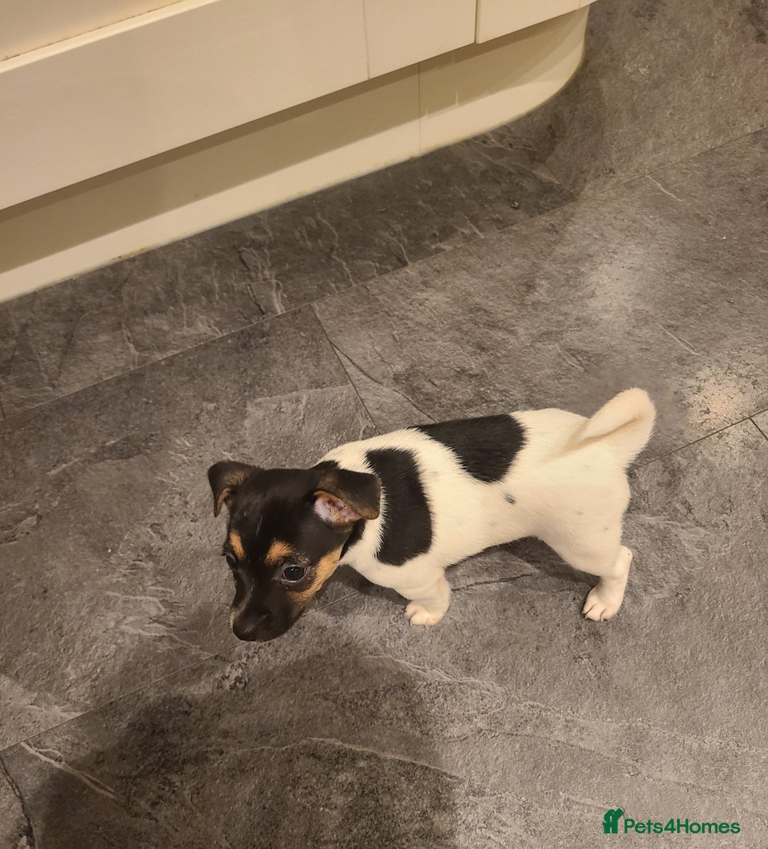 Jack Russell dogs for sale: Jack Russell Puppies - Image 9