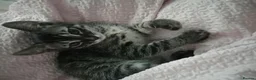 Bengal cats for sale: Bengals kittens - Advert 3