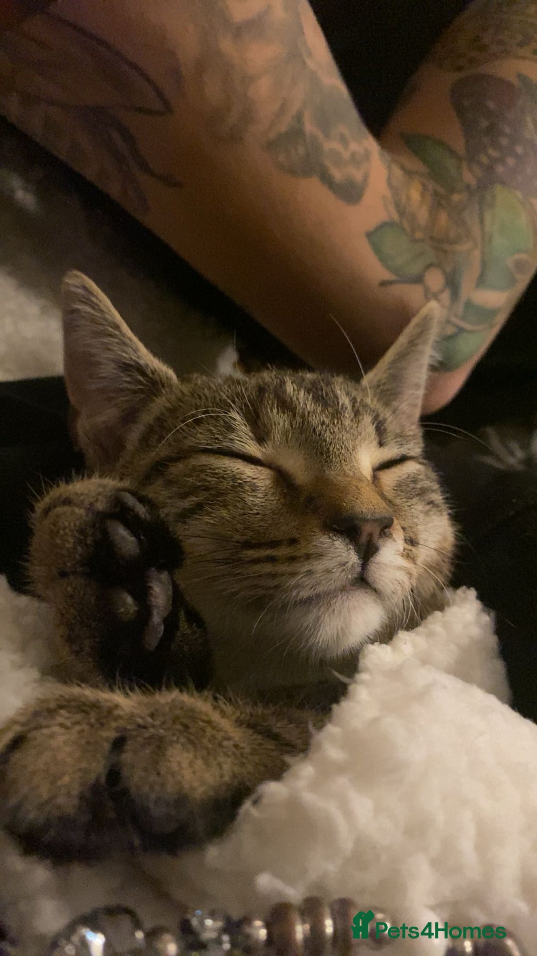 Bengal cats for sale: Beautiful baby bengal girl  - Advert 27