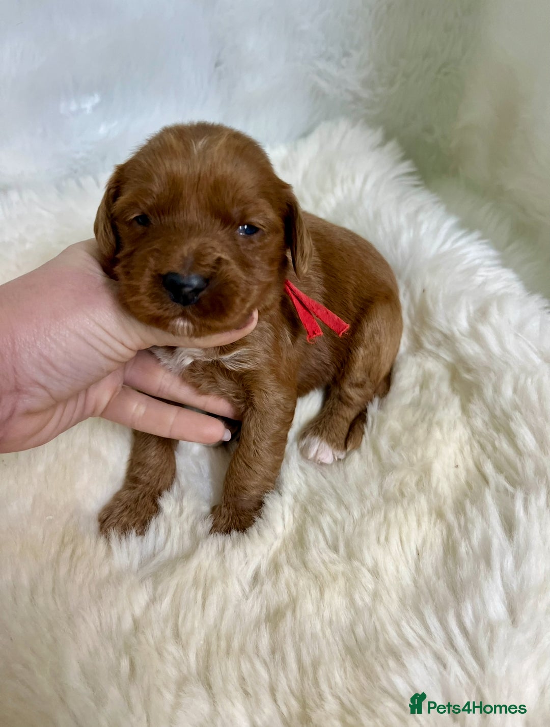 Goldendoodle dogs for sale: multigenerational Australian Red double doodles  - Advert 5
