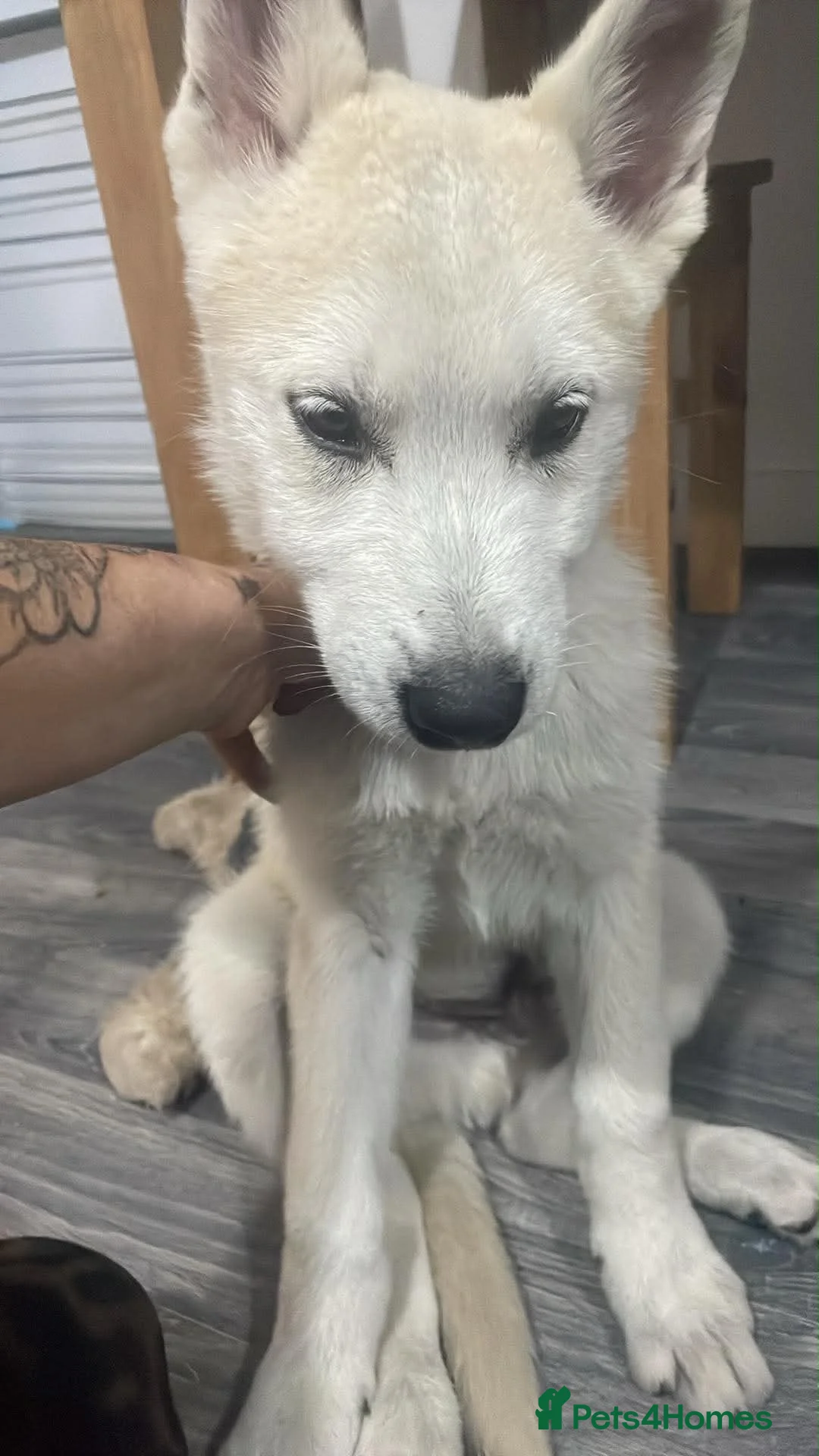 Siberian Husky dogs for sale: 12 Week White Purebred Husky Puppy - Advert 3