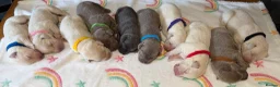 Labrador Retriever dogs for sale: Stunning Silver Charcoal Champagne Labrador pups - Advert 3