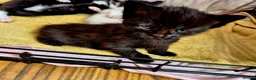 Mixed Breed cats for sale: Cute little kittens 😻😻😻 - Advert 10