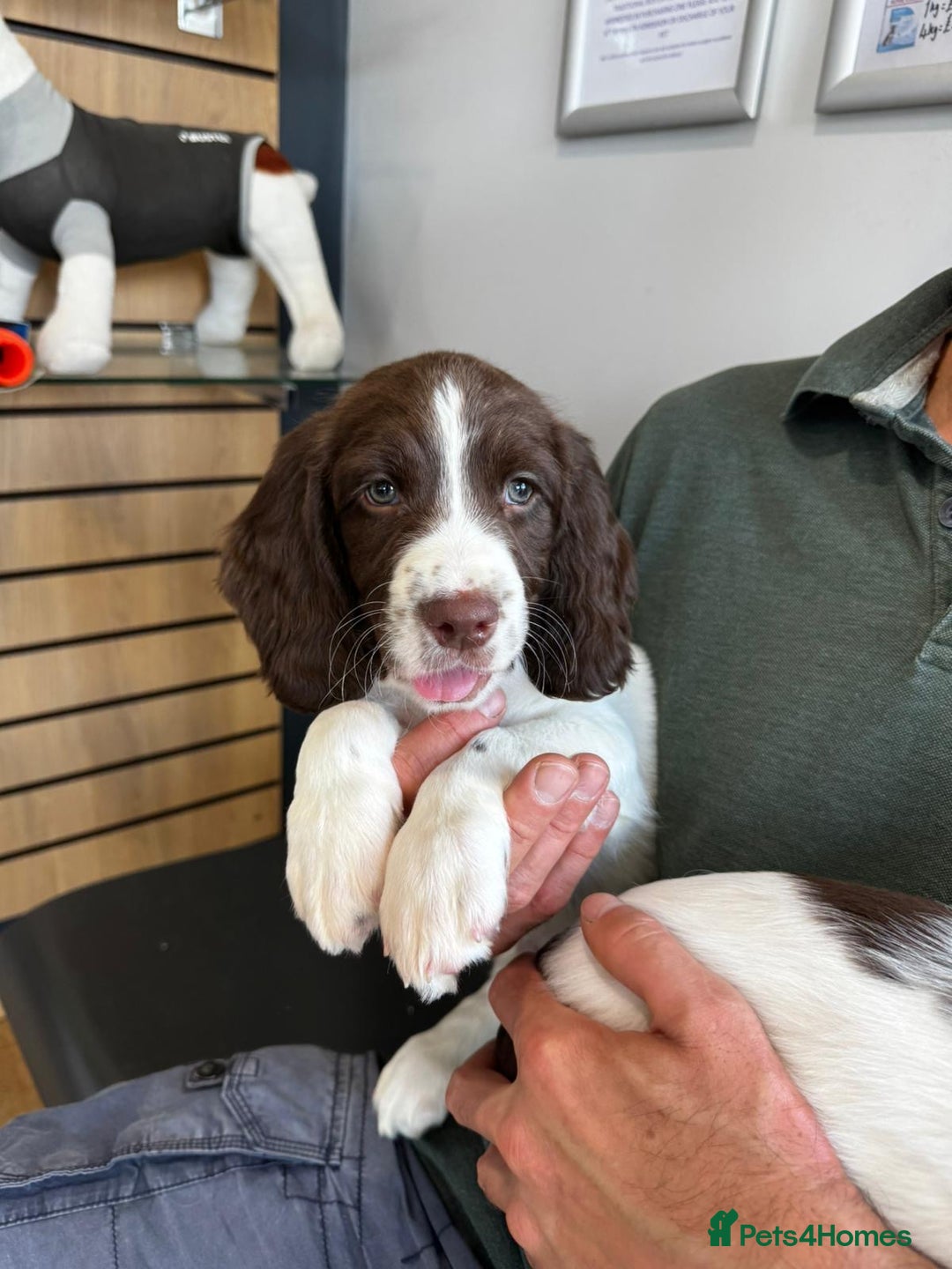 English Springer Spaniel dogs for sale: English Springer Spaniel dogs - Image 8