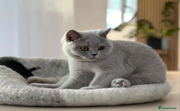 British Shorthair cats - Advert 10