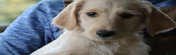 Labradoodle dogs for sale: Beautiful Third-Generation Labradoodle Puppie - Advert 26