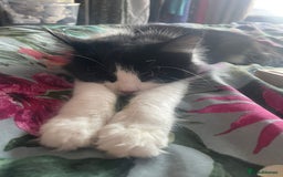 Domestic Shorthair cats for sale: Cats for Rehome/Sale - Image 3