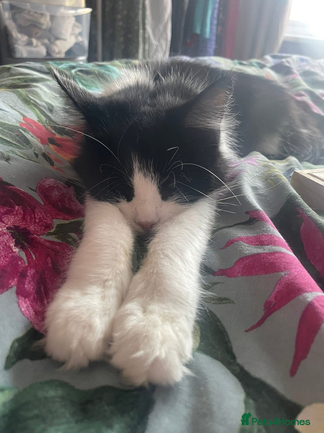 Domestic Shorthair cats for sale: Cats for Rehome/Sale - Image 3