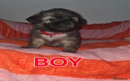 Shih Tzu dogs for sale: Shih tzu  - Image 14