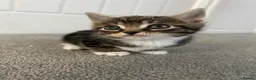 Mixed Breed cats for sale: British short hair Cross - Advert 13
