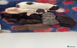 French Bulldog dogs for sale: KC fluffy French bulldog puppies - Image 10