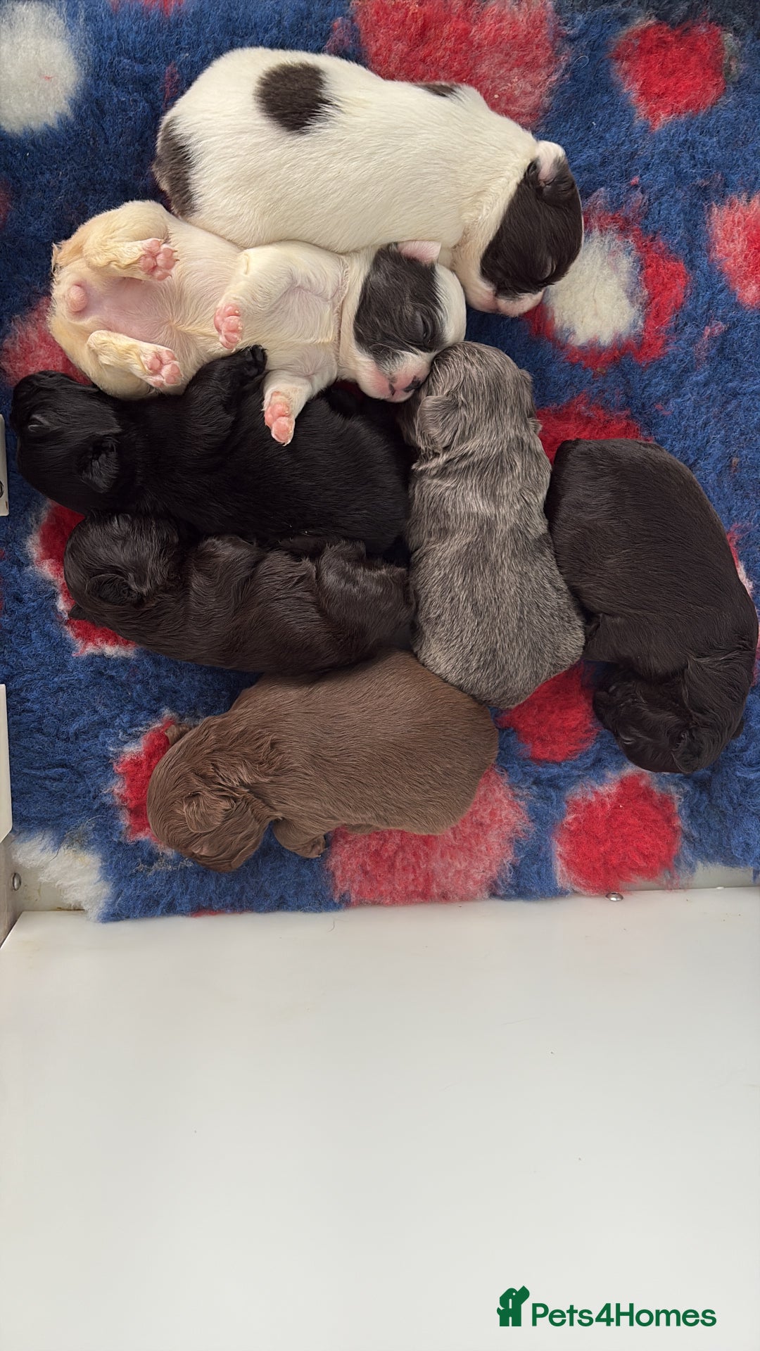 French Bulldog dogs for sale: KC fluffy French bulldog puppies - Image 10