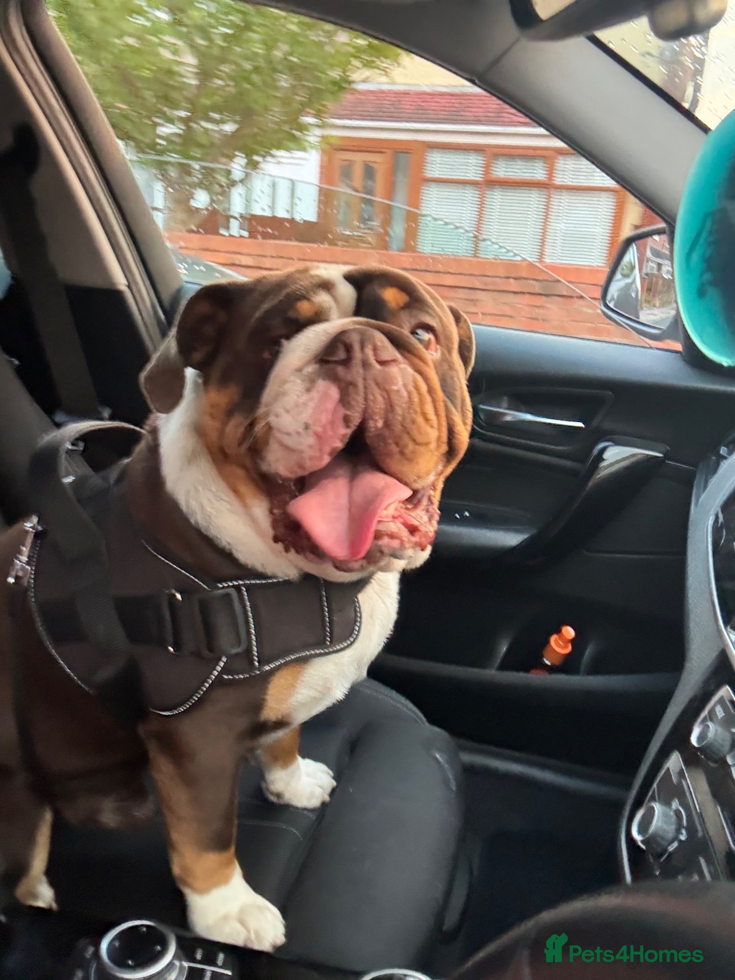 English Bulldog dogs English bulldog  - Advert 12