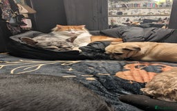 British Longhair cats for sale: Bean is looking for a new home  - Image 7