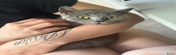 British Shorthair cats for sale: 💙 Two Beautiful  Bonded Brothers - BSH X Boys 💙 - Advert 3