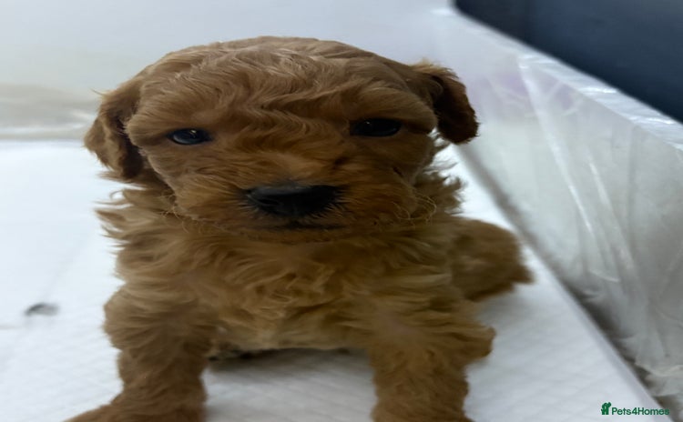 Jackapoo dogs - Advert 1