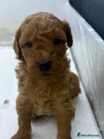 Jackapoo dogs - Advert 1