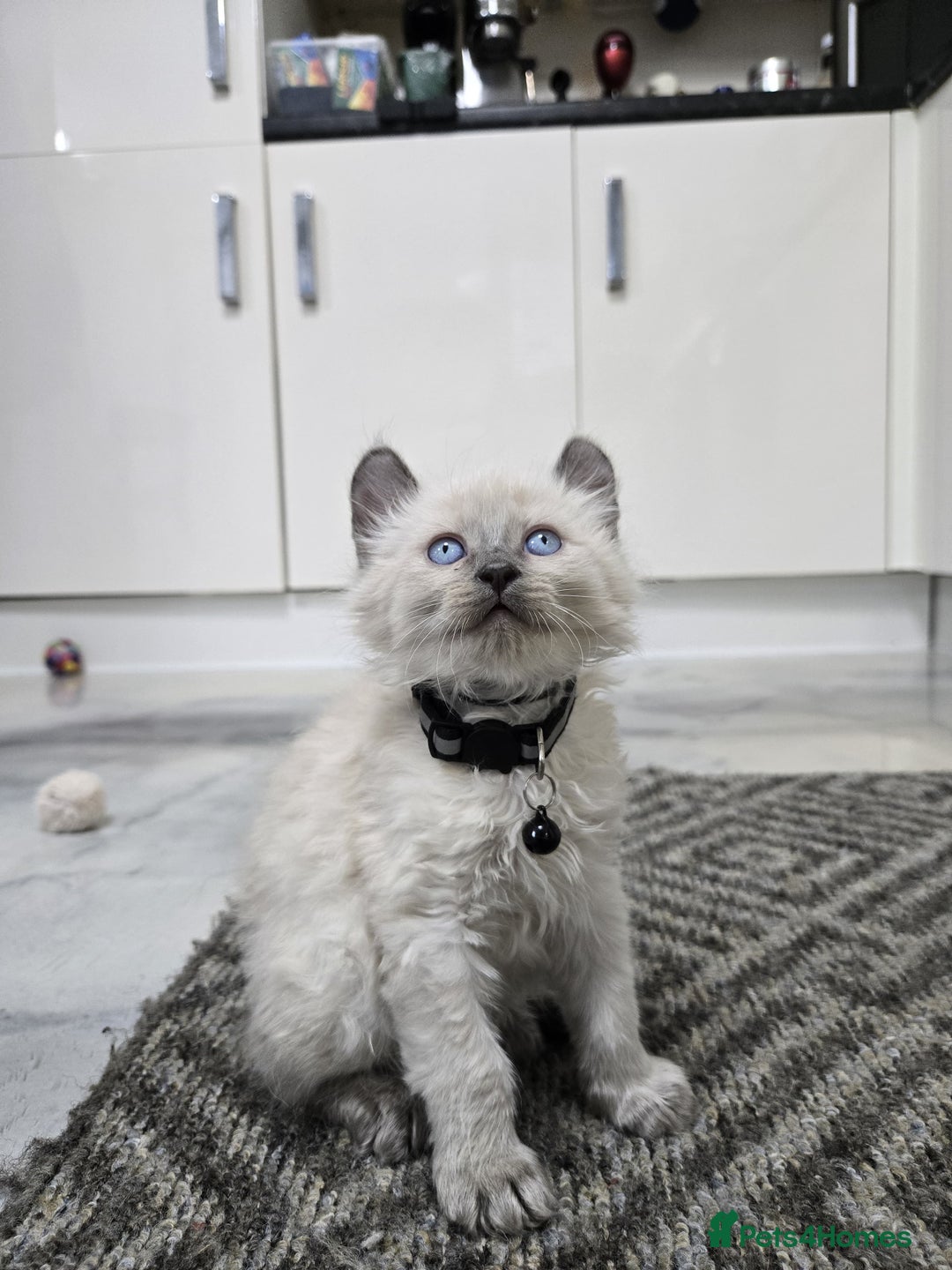 American Curl cats for sale: RARE, Unique, Affectionate American Curl Kittens!  - Advert 11