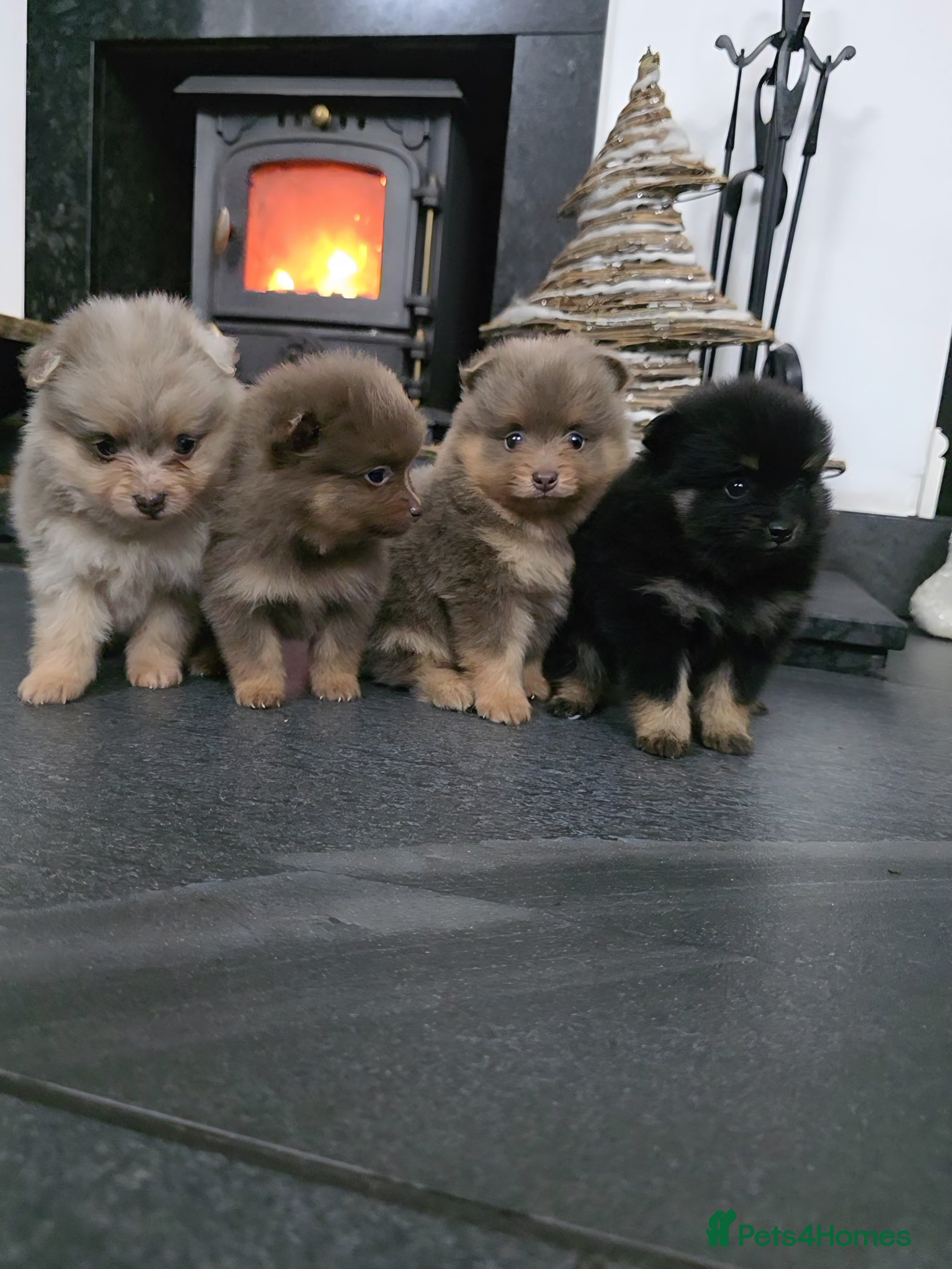 Pomeranian dogs Beautiful pomeranian puppies  - Advert 5