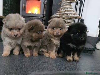 Pomeranian dogs Beautiful pomeranian puppies - Advert 1