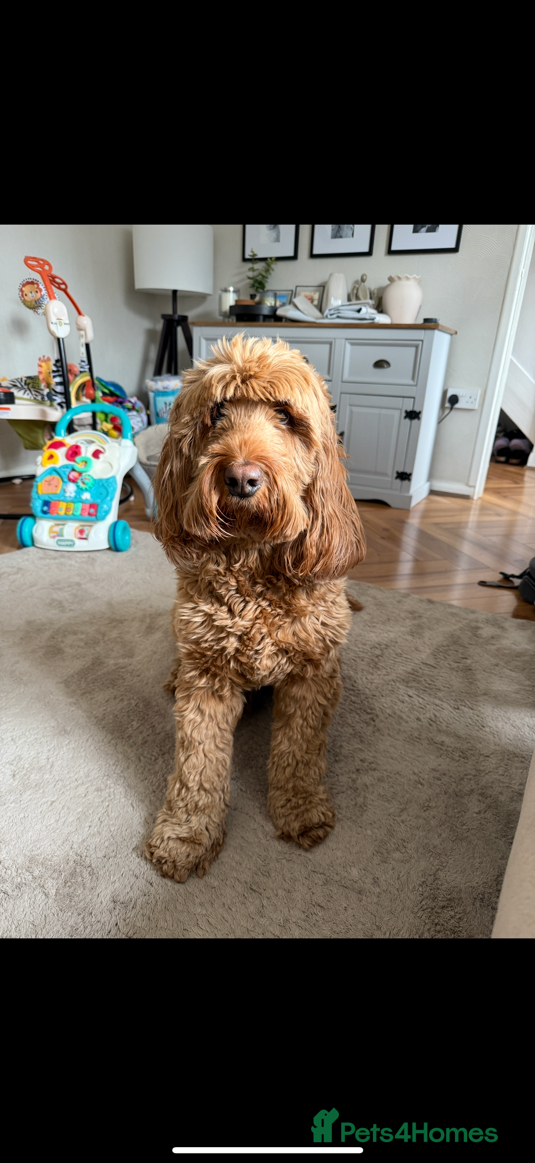 Cockapoo dogs for sale: Cockapoo - Image 4