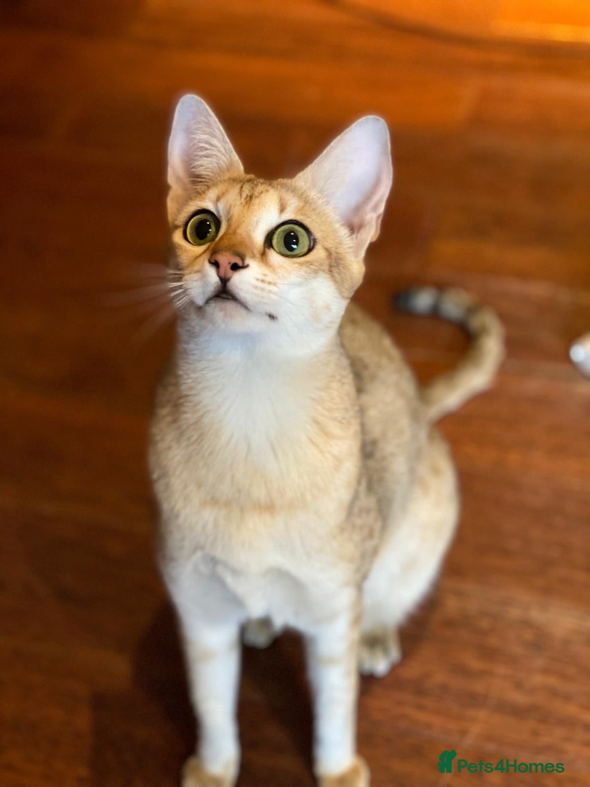 Savannah cats Stunning Savannah cats for sale - Advert 2