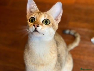 Savannah cats - Advert 4