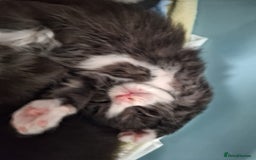 Maine Coon cats for sale: Beautiful Maine Coon cross kittens - Image 8