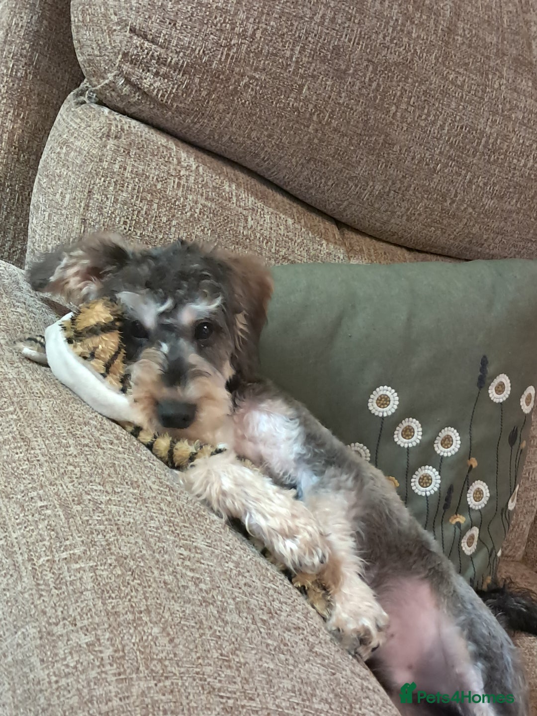 Mixed Breed dogs for sale: Schnoodle  - Advert 2