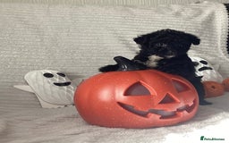 Jackapoo dogs for sale: 2 Toy poodle 3/4 Boys - Image 1