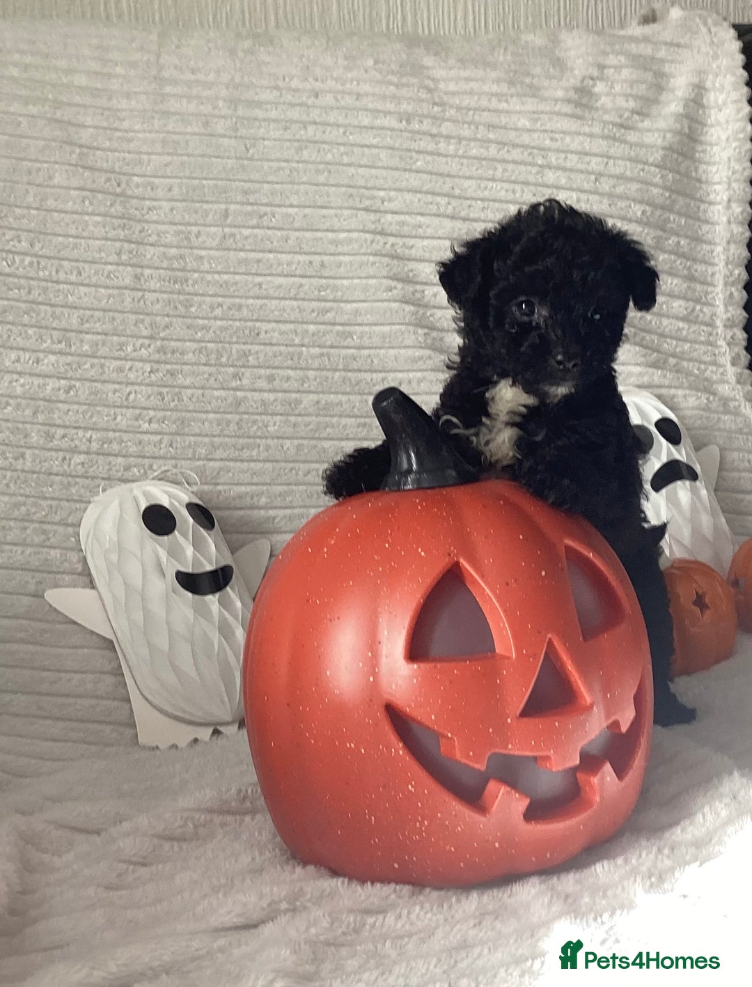 Jackapoo dogs for sale: 2 Toy poodle 3/4 Boys - Image 1