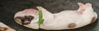 Green collar