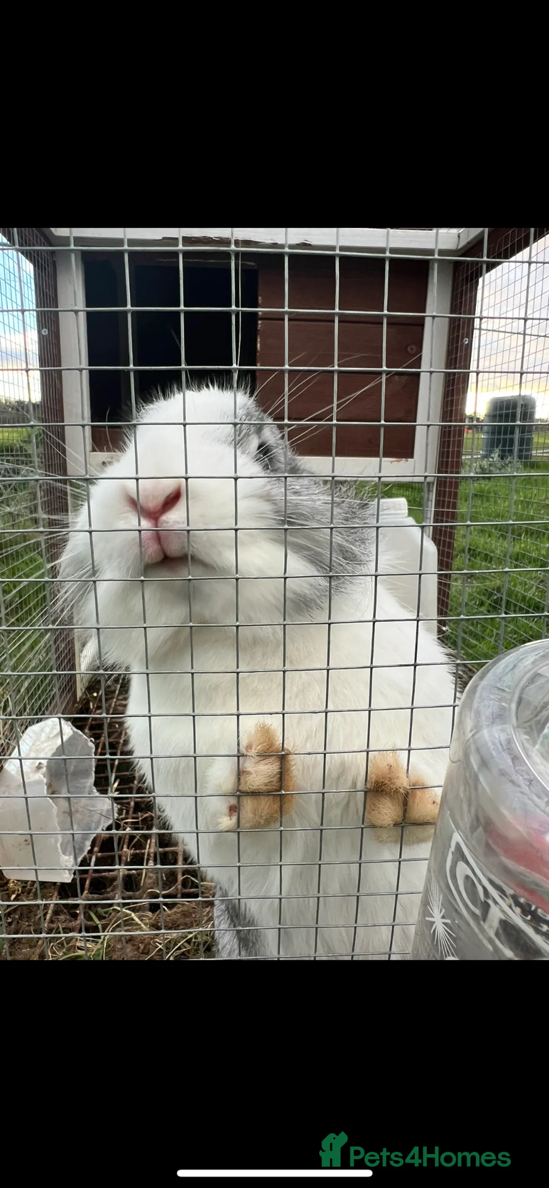 Mixed Breed rabbits for sale: Fluffy and Adorable Female Rabbit for Sale in Newbury - Advert 4