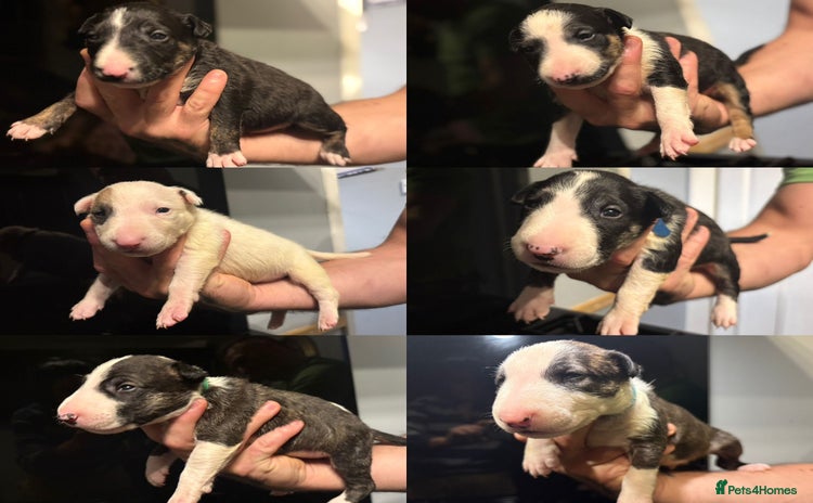Bull Terrier dogs - Advert 1