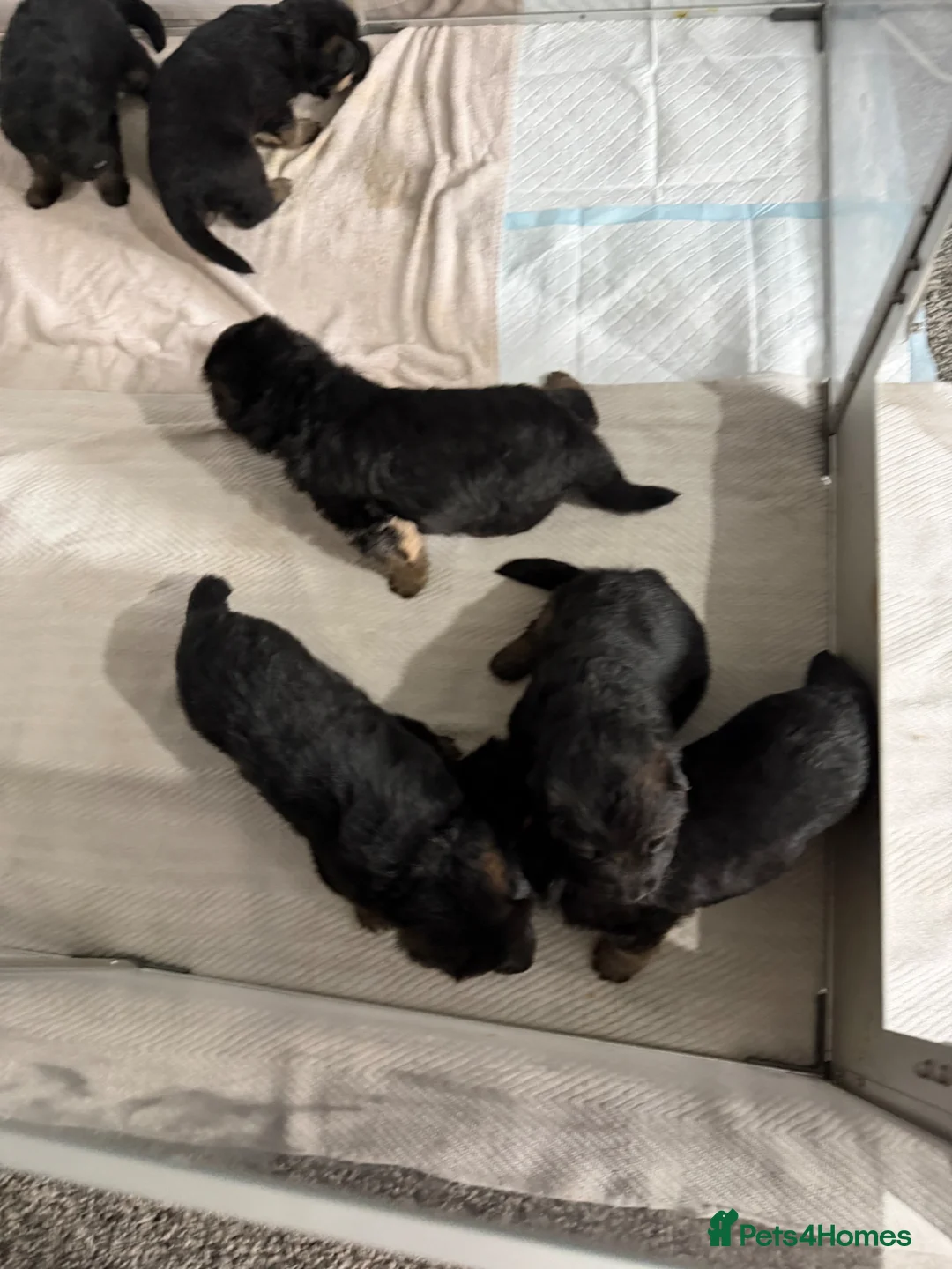 German Shepherd dogs for sale: Show quality German Shepherd Puppies  - Advert 2