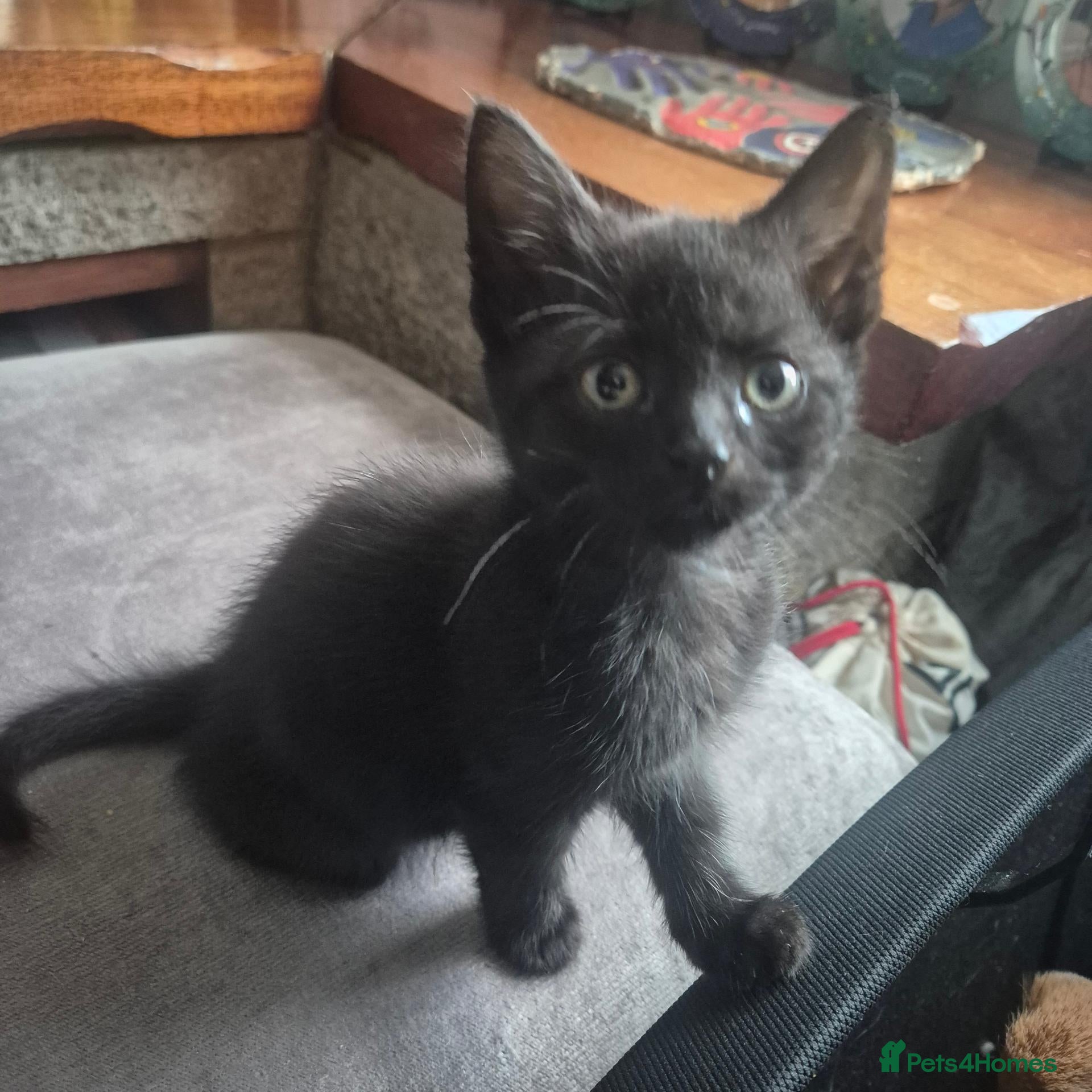 Mixed Breed cats Gorgeous male kittens - Advert 2