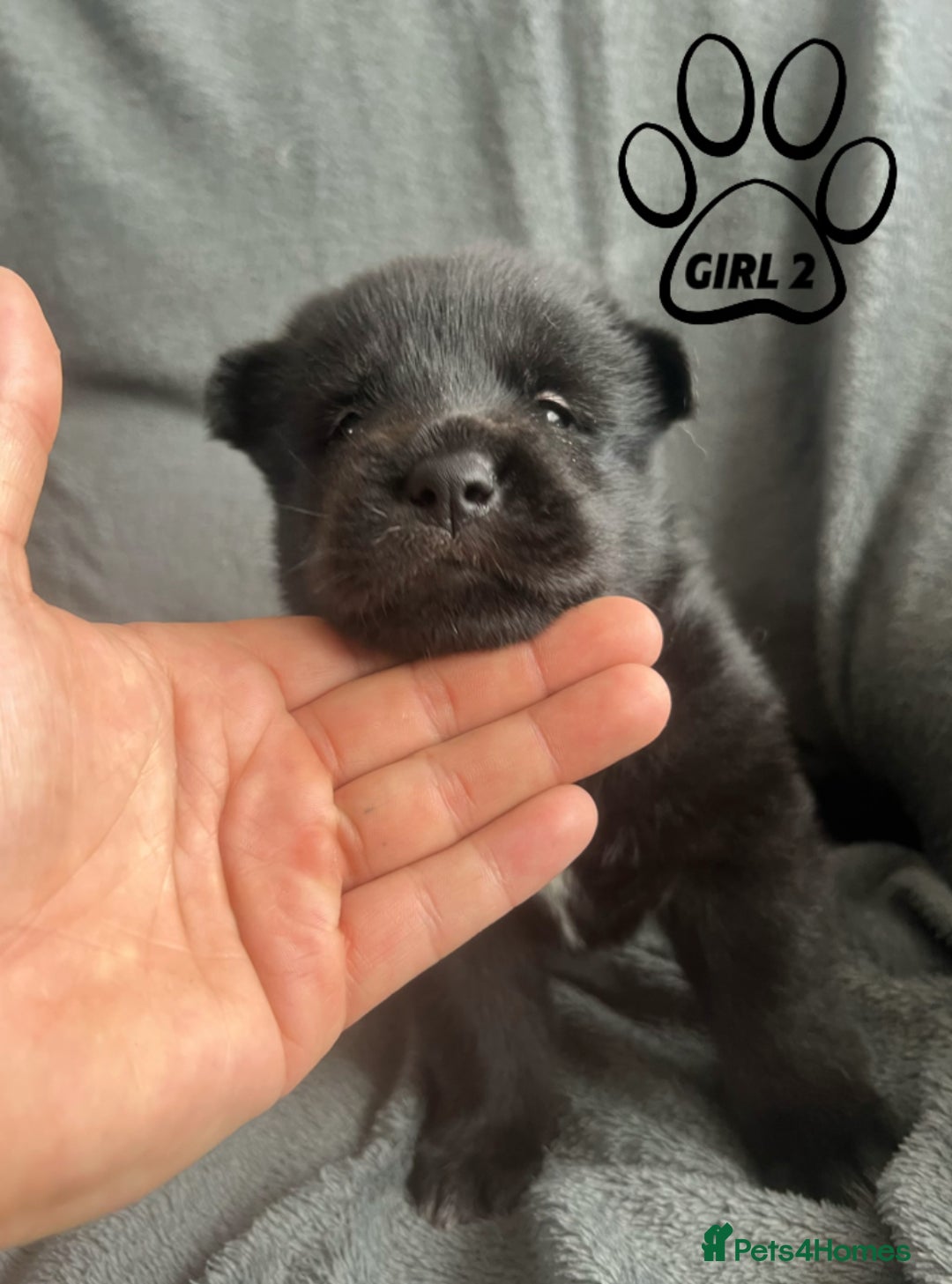 Mixed Breed dogs for sale: Beautiful German Shepherd × ChowXmalamute Puppies - Image 4
