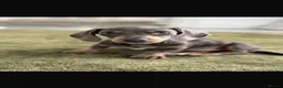 Miniature Dachshund dogs for sale: Kc Mini dachshund puppy’s  READY To LEAVE🐶🐶🐶 - Advert 2