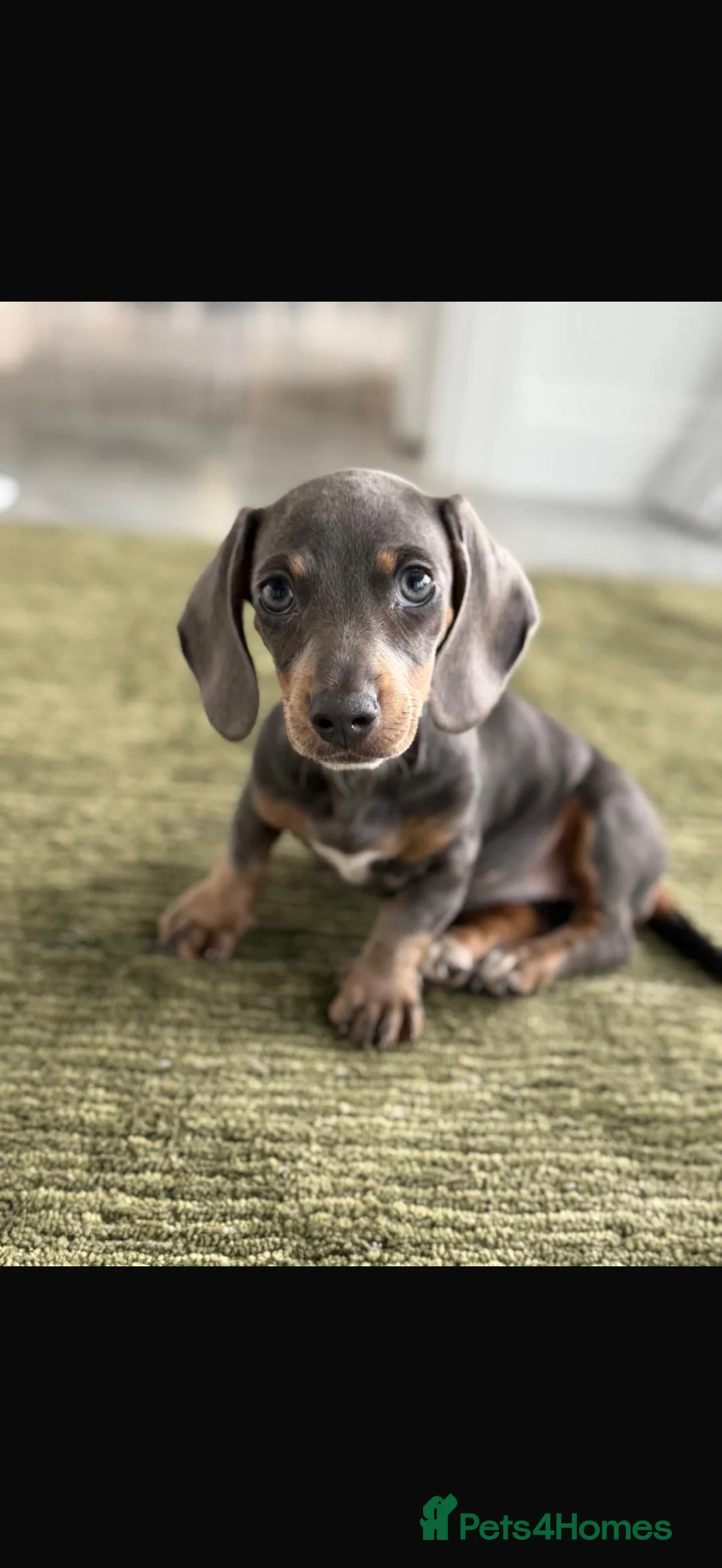 Miniature Dachshund dogs for sale: Kc Mini dachshund puppy’s  READY To LEAVE🐶🐶🐶 - Advert 2