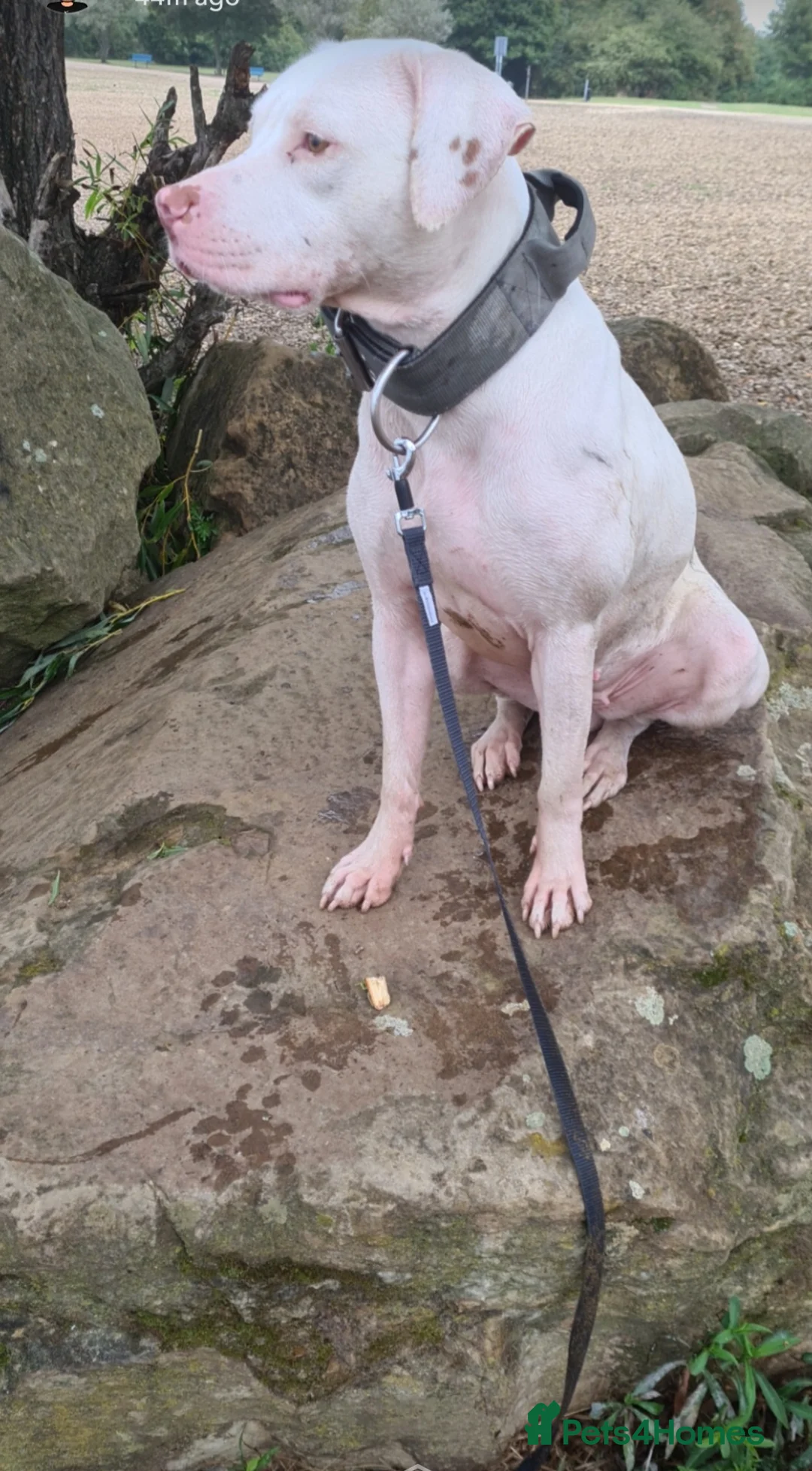 Mixed Breed dogs for sale: Dutch sheperd x American staff - Advert 2