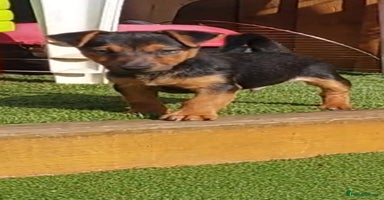 Jack Russell dogs in Dagenham - Advert 3