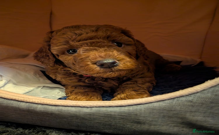 Cockapoo dogs in Oxford - Advert 9