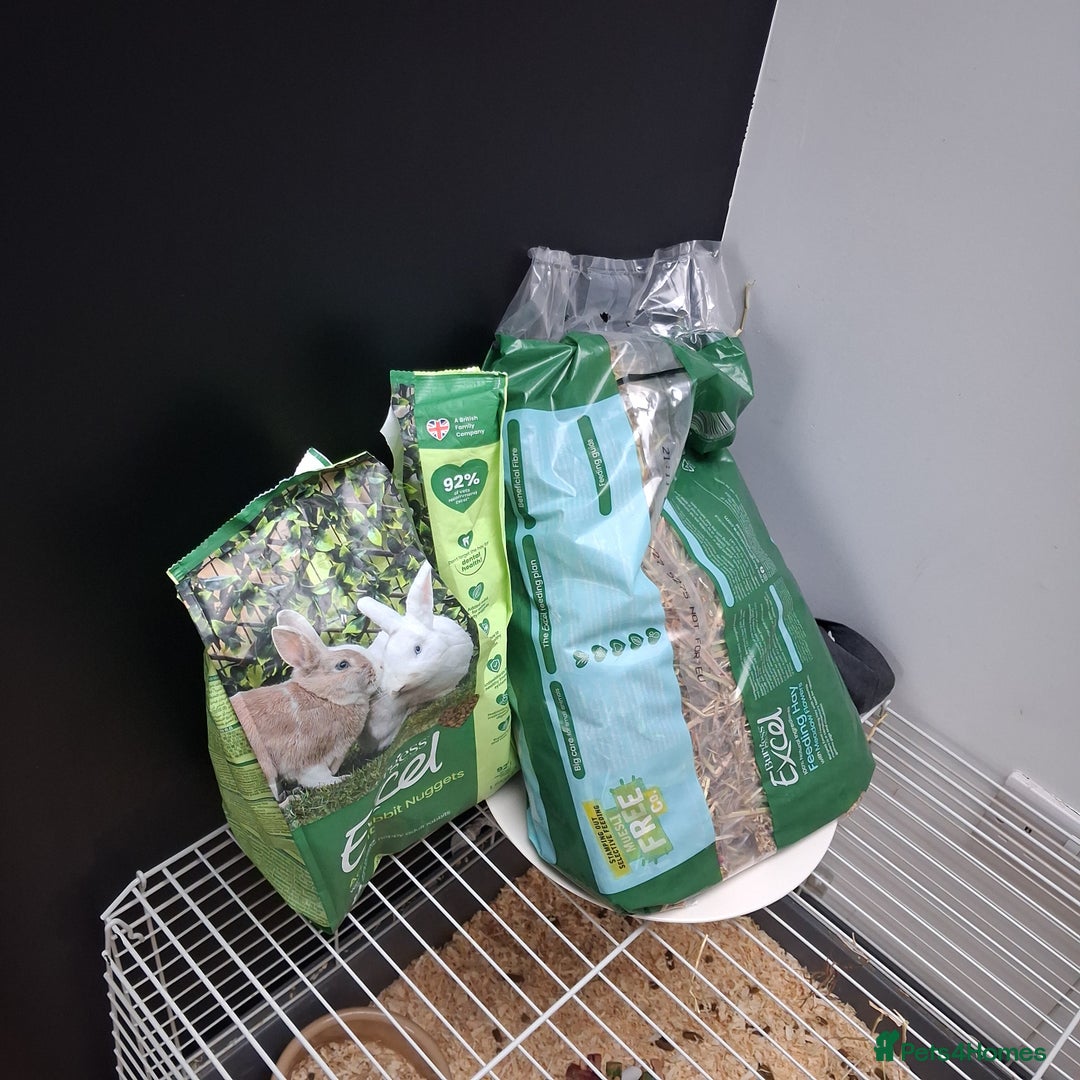 Guinea Pig rodents for sale: Guinea pig for new home - Image 4