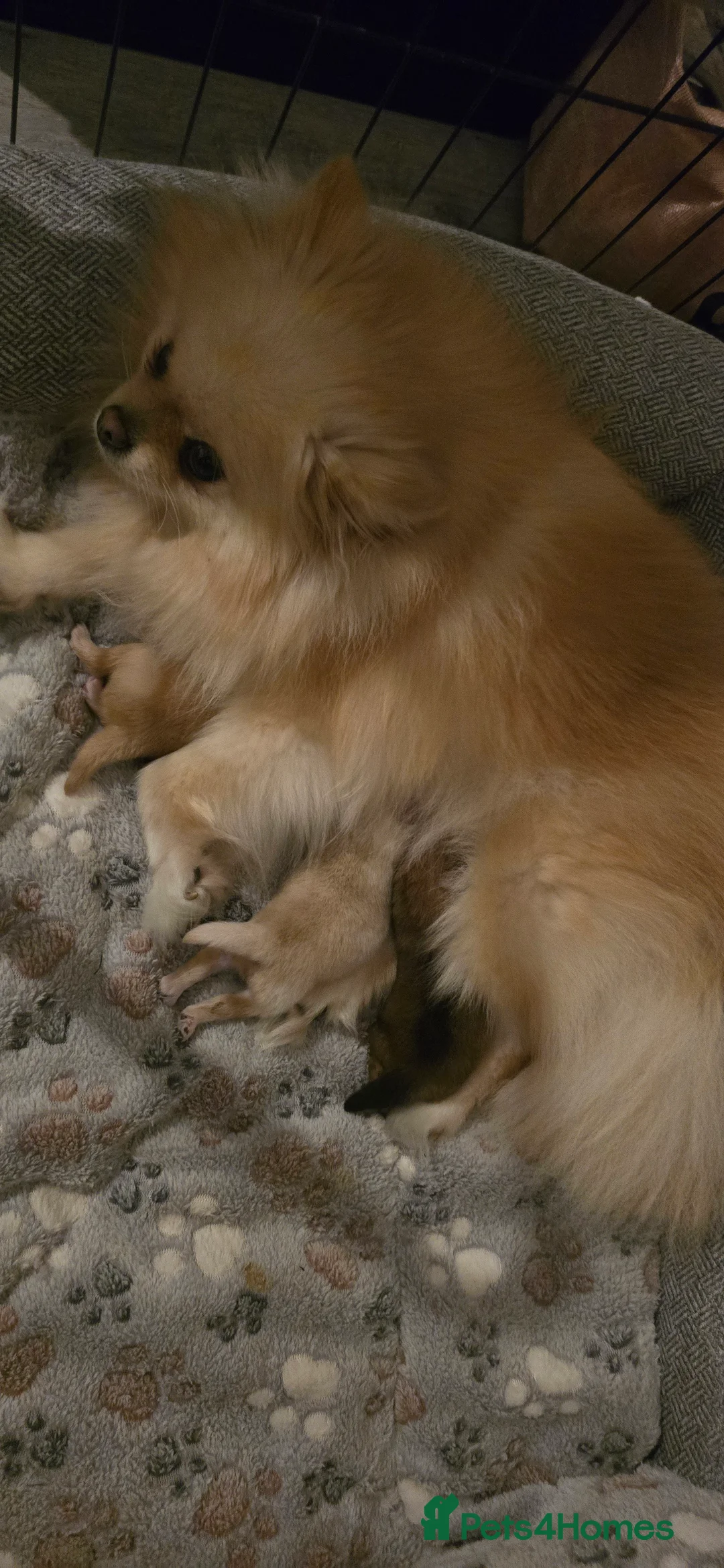 Pomeranian dogs for sale: Quality pomeranian pups - Advert 4