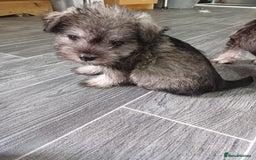 Miniature Schnauzer dogs for sale: Kc true miniature schnauzers  - Image 6
