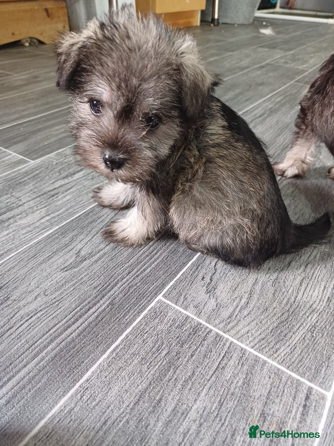 Miniature Schnauzer dogs for sale: Kc true miniature schnauzers  - Image 6