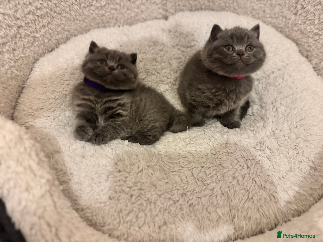 British Shorthair cats for sale: British Shorthair Blue 3 Girls GCCF registered  - Image 5